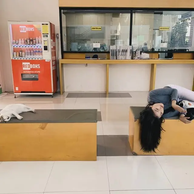 5 Potret Kelakuan Manusia Tiru Pose Kucing Ini Bikin Ketawa