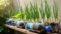 7 Cara Menanam Daun Bawang di Botol Bekas agar Tidak Perlu Beli Lagi