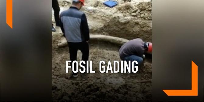 VIDEO: Fosil Gading Kuno Ditemukan di Lokasi Konstruksi