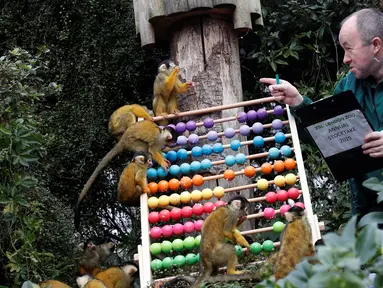 Petugas menghitung jumlah monyet tupai saat melakukan sensus di Kebun Binatang ZSL London, Inggris, Kamis (3/1). Sensus tahunan ini wajib dilakukan sebagai persyaratan izin kebun binatang. (Adrian DENNIS/AFP)