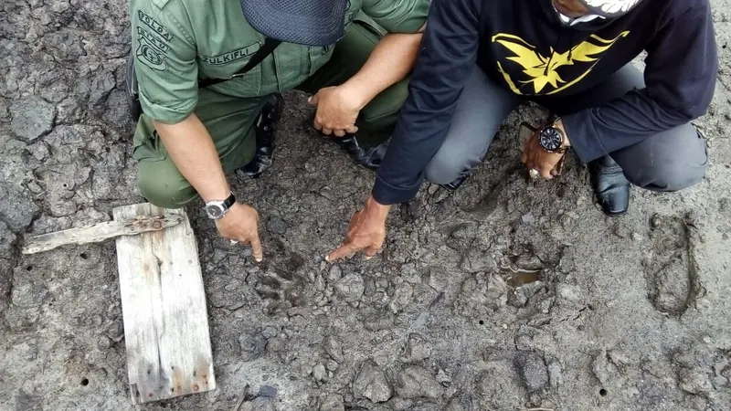 Jejak harimau mangsa ternak warga di Riau