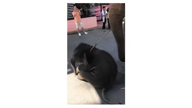 Bayi Gajah Ini Ambruk Saat Dipaksa Bawa Turis, Bikin Netizen Geram