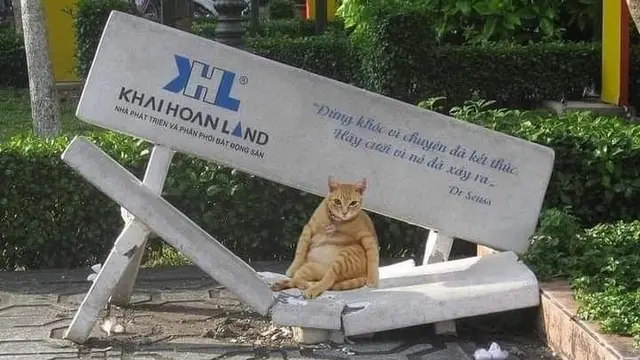 7 Momen Tepat Saat Mengambil Foto Kucing Ini Hasilnya Kocak