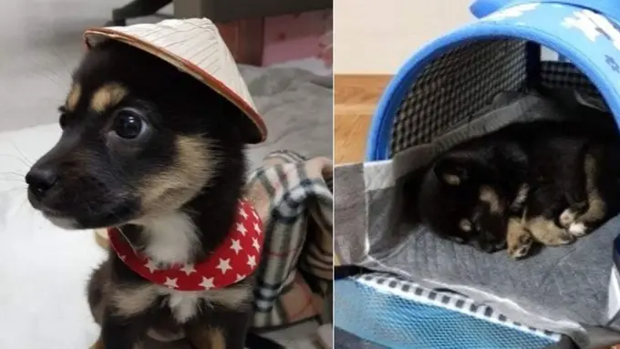 [Bintang] Supaya Karyawan Nggak Malas-malasan, Perusahaan Ini Memperkerjakan Anjing Penjaga