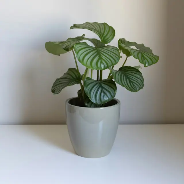 Calathea Orbifolia