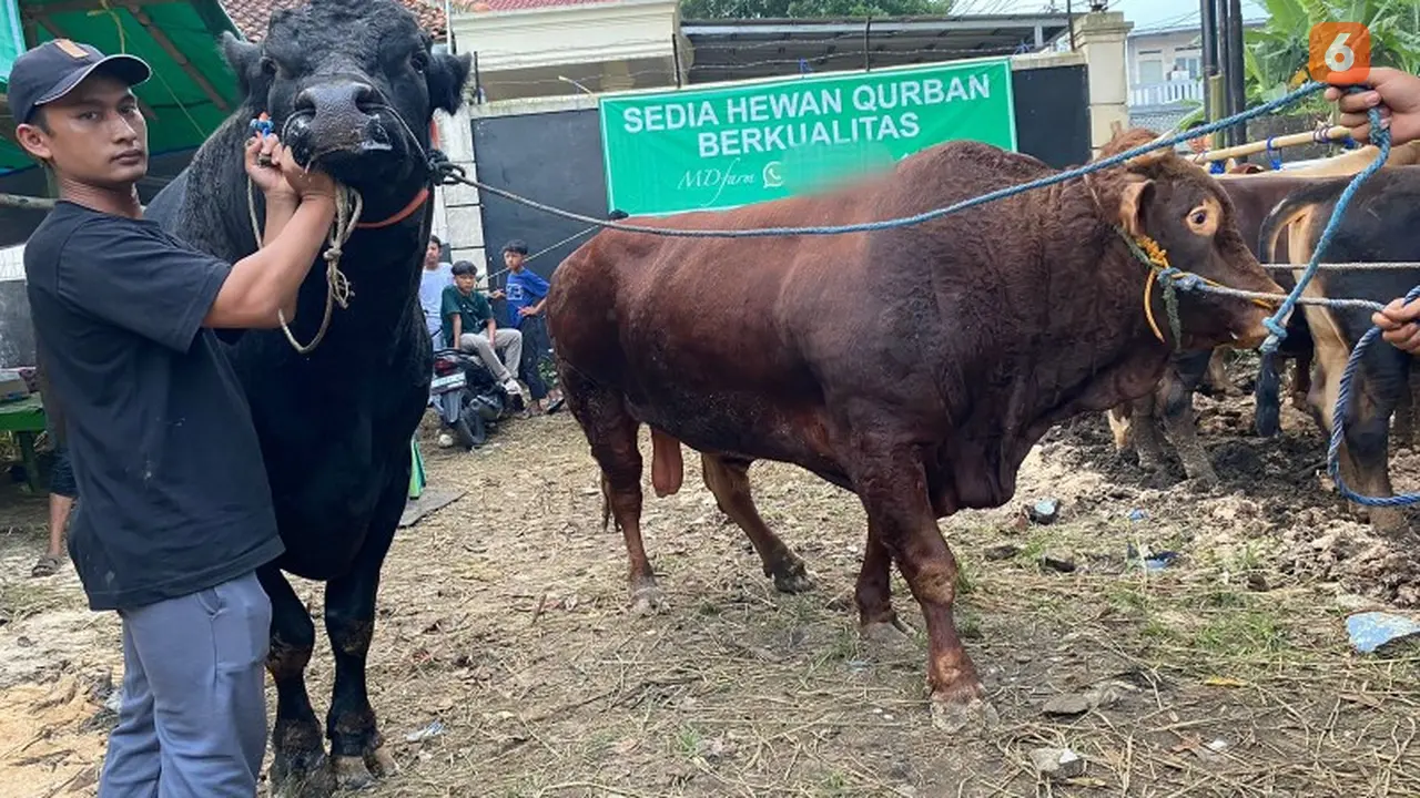 Sapi jumbo yang dipesan Prabowo Subianto dari peternak hewan di Sukabumi untuk kurban Idul Adha (Liputan6.com/Fira Syahrin).