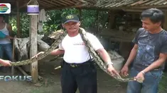 Saat ditemukan ular sanca jenis batik berbobot lima kilogram ini tengah melilit tubuh seekor anak kambing. 