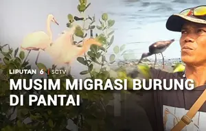 Musim Migrasi Burung di Pantai