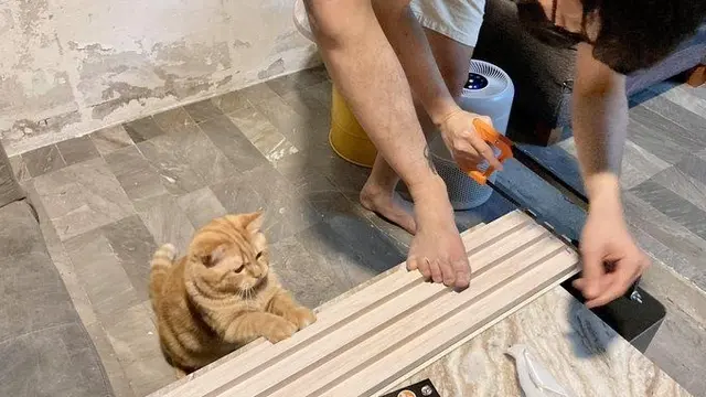 8 Potret Kucing saat Bantu Pemiliknya Kerja Ini Bikin Gemas