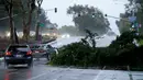 Kendaraan melintasi pohon yang tumbang dan menghalangi jalan  di California, Rabu (6/1/2016). Badai El Nino melanda wilayah selatan California dengan membawa hujan deras ke kawasan yang sempat dilanda kekeringan. (REUTERS/Mike Blake)