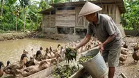 Cara Membuat Pakan Bebek Fermentasi dari Limbah Dapur yang Bernutrisi, Hemat Biaya