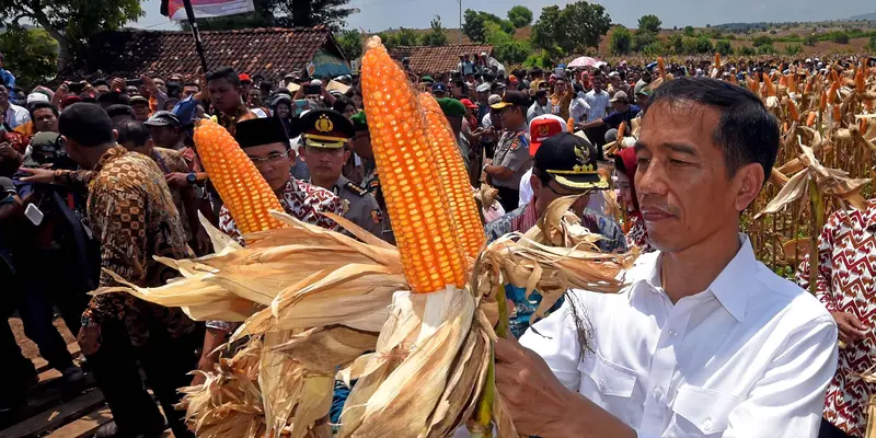 Presiden Jokowi Hadiri Panen Raya Jagung di NTB