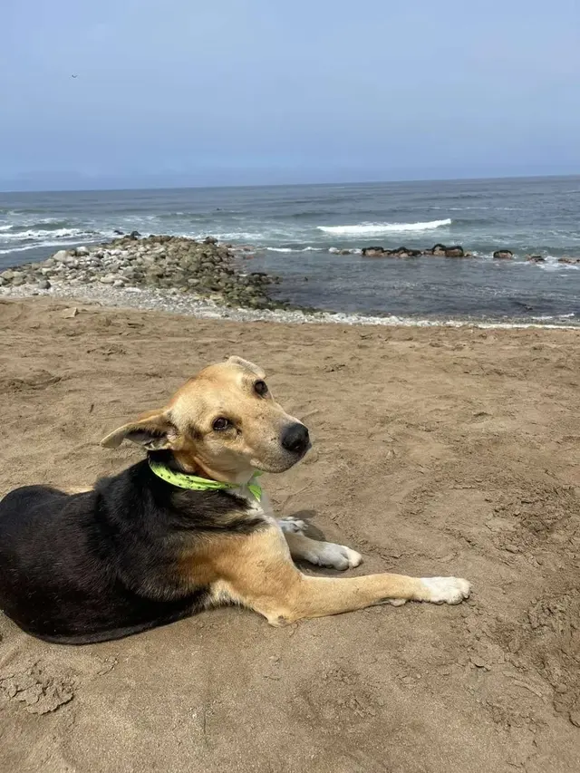 Kisah Haru Anjing Selalu ke Pantai, Setia Menunggu Pemiliknya yang Meninggal