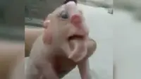 Bayi babi itu terlahir dengan kelainan fisik. Dia memiliki wajah seperti manusia dengan penis di bagian dahi (Mirror.co.uk). 