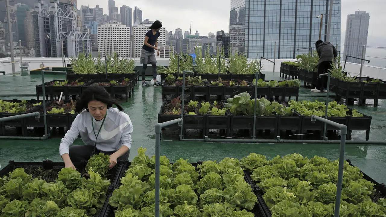 Para pekerja muda sedang memanen hasil bercocok tanam di atap gedung-gedung di Hong Kong (Kin Cheung/AP)