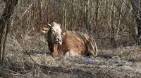 Sapi Limousin  (AP Photo/Maciej Zych)