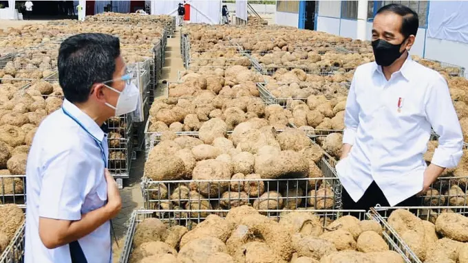 Modal bertani tanaman porang/dok. Instagram @Jokowi