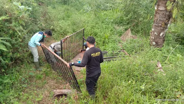 BKSDA Sumbar memasang perangkap harimau. (Liputan6.com/ Novia Harlina).