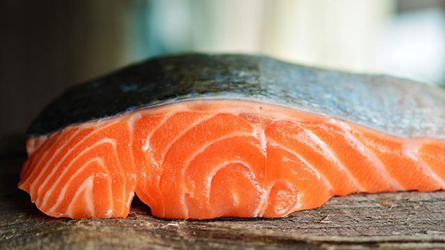 Ilustrasi ikan salmon
