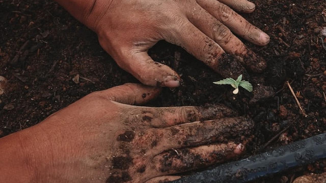 Ilustrasi menanam pohon