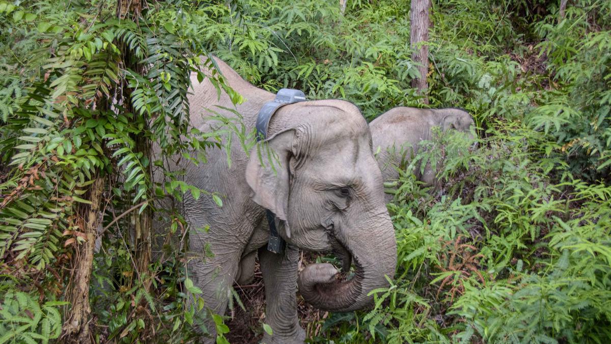 Mitigasi Interaksi Negatif, Gajah Liar di Pelalawan Dipasangi Kalung GPS