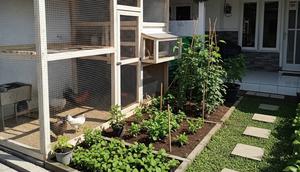 Desain Kandang Ayam Kecil di Samping Rumah tapi Tetap Rapi dan Tidak Mengganggu. (Foto: AI)