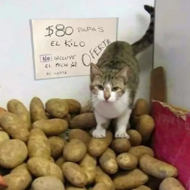 10 Potret Saat Kucing Menjaga Toko Ini Bikin Tepuk Jidat
