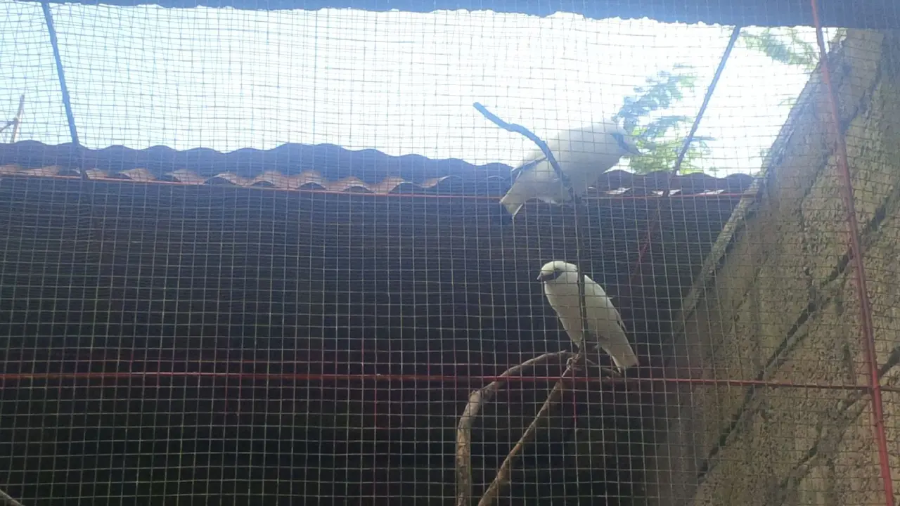 Jarak Bali Jantan Cemburuan Persulit Upaya Penangkaran