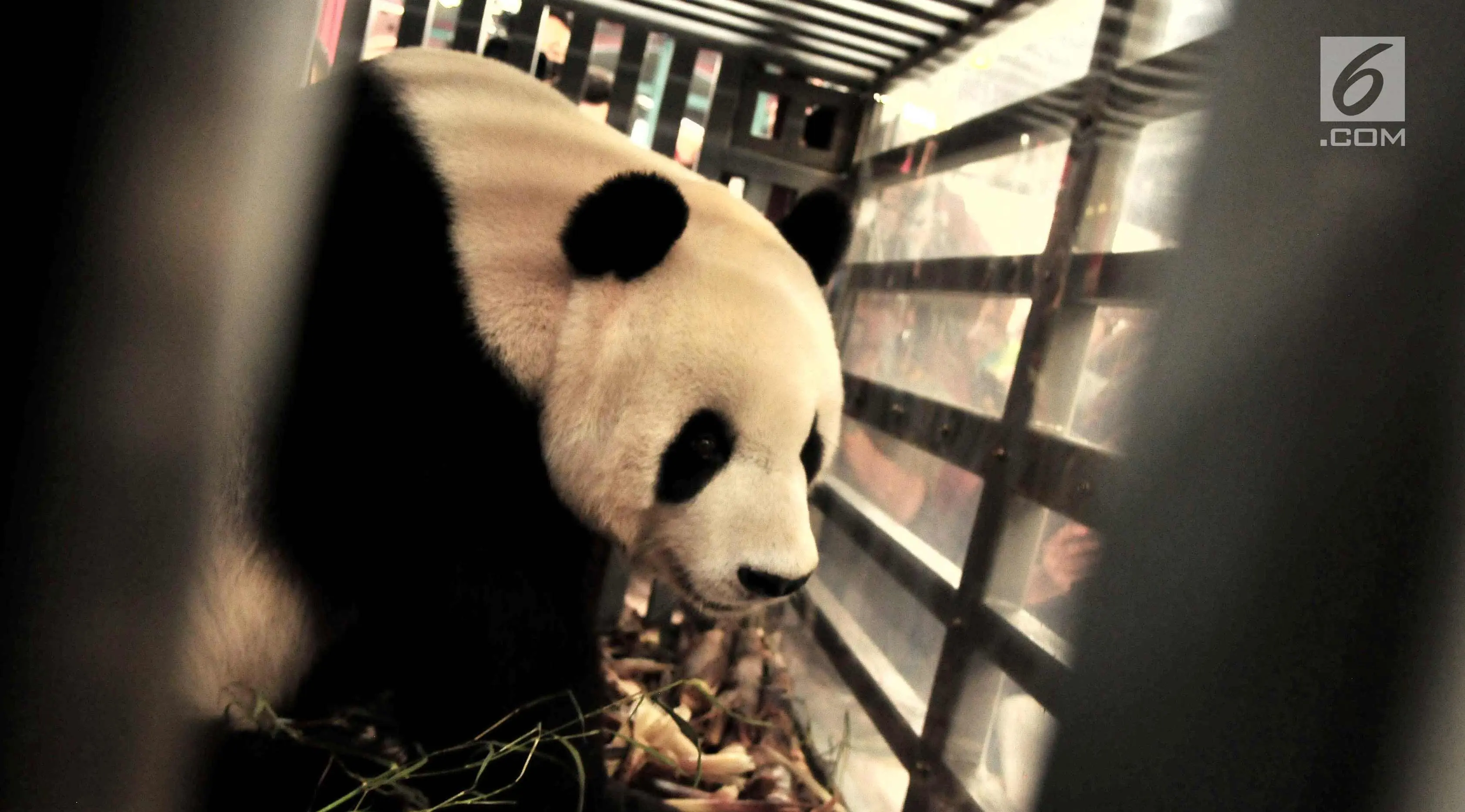 Seekor panda China berada di dalam kandang saat tiba di Terminal Kargo, Bandara Soekarno-Hatta, Tangerang, Kamis (28/9). Panda bernama Cai Tao (jantan) dan Hu Chun (betina) itu didatangkan dengan pesawat kargo Garuda Indonesia. (Liputan6.com/Helmi Afandi)