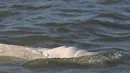 Seekor paus beluga terlihat berenang di sungai Seine Prancis, dekat kunci di Courcelles-sur-Seine, Prancis barat pada 5 Agustus 2022. Paus beluga terlihat kurus dan para pejabat takut mamalia putih itu perlahan-lahan kelaparan di jalur air yang mengalir melalui Paris dan sekitarnya. (Jean-François MONIER / AFP)