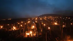 Petani anggur memeriksa lilin anti-beku yang melindungi kuncup mekar dan bunga dari embun beku, di kebun anggur di Chablis, wilayah Burgundy (4/4/2022). Penurunan suhu April di sekitar Prancis mengancam kebun anggur dan tanaman penting lainnya.  (AP Photo/Thibault Camus)