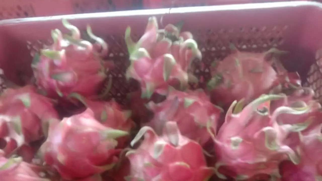 Barang bukti buah naga hasil curian di Banyuwangi (Istimewa)