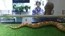 Seekor ular terlihat di dalam kotak kaca di sebuah kafe ular 'Tokyo Snake Center' di distrik fashion Harajuku, Tokyo, 14 Agustus 2015. Di kafe ini, pengunjung bisa menikmati aneka hidangan lezat sambil ditemani ular-ular nan eksotis. (REUTERS/Toru Hanai)