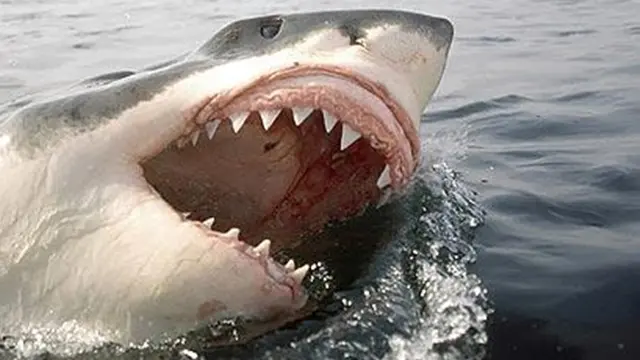 (c) i.telegraph.co.uk