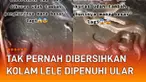 Sebuah kolam lele yang tidak pernah dibersihkan jadi sarang ular mengundang perhatian.