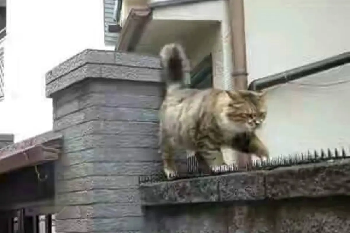 Kucing