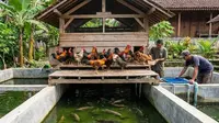 7 Hal yang Perlu Disiapkan Sebelum Ternak Ikan dan Ayam di Sistem Terpadu