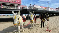 Turis yang datang ke tempat liburan tepi laut senang memanjakan beberapa keledai milik warga setempat dengan es krim dan cemilan lain.