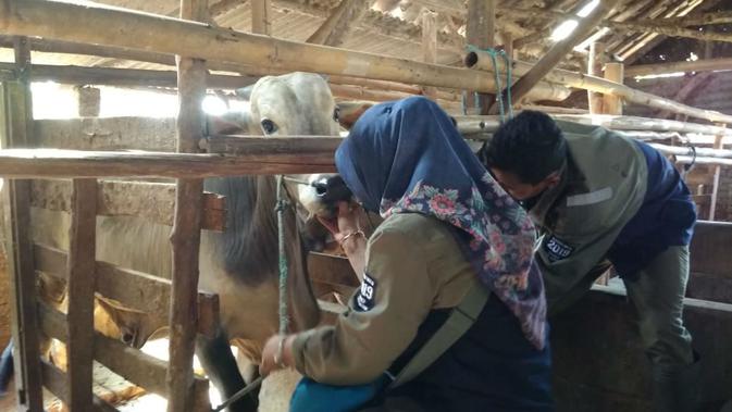 Petugas DPPKP Kota Cirebon saat memantau kondisi hewan kurban yang dijual para pelapak. Foto (Liputan6.com / Panji Prayitno)