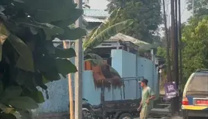 Terungkap Jalur Pelarian Orang Utan dari Kandang ke Warung Ayam Goreng