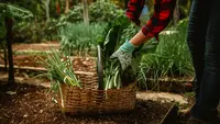 10 Sayuran Berdaun yang Bisa Tumbuh Kembali Setelah Dipanen, Cocok untuk Kebun Rumah
