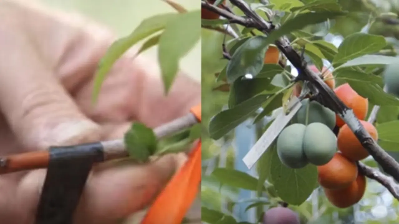 Satu Pohon Bisa Tumbuh 40 Jenis Buah yang Berbeda, Begini Caranya