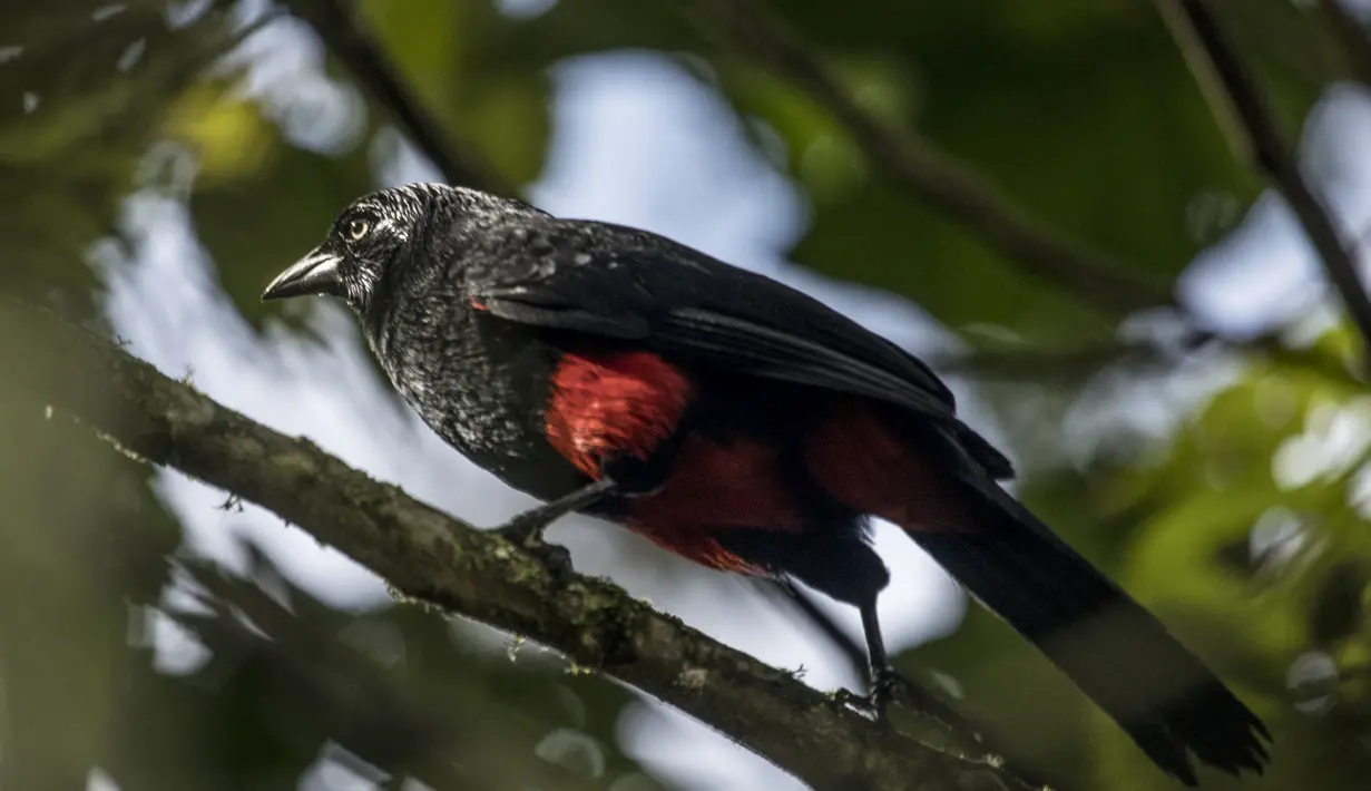 Dalam acara Global Big Day, tim pengamat burung di seluruh dunia menilai lebih dari 140 negara yang ambil bagian dalam acara ini menobatkan Kolombia sebagai pemenang dengan 1.486 spesies burung. (AFP/JOAQUIN SARMIENTO)
