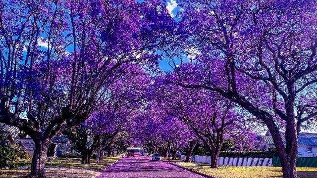 Grafton Jacaranda
