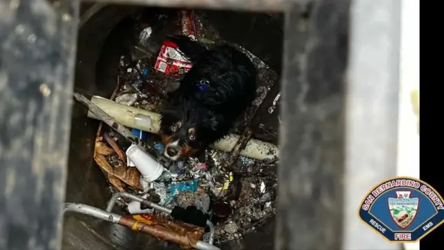 Seamus, anjing jenis Australian Shepherd berhasil diselamatkan dari saluran kanal banjir setelah tidak sengaja tercebur.