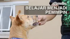 Memelihara hewan peliharaan terutama Anjing tidak sekadar memberi makan, diperlukan perhatian dan perlakuan khusus seperti bagaimana melatih dan mengajari berbagai macam perilaku yang baik. Doni Herdaru dari Animal Defenders memberikan tipsnya