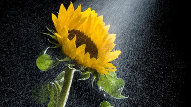 Membersihkan 'Miss V' dengan Douching, Boleh Tidak?