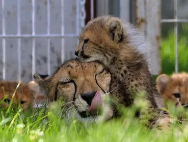 Bayi cheetah berinteraksi dengan induknya, Savannah, di Kebun Binatang Praha, Republik Ceko, Kamis (3/8). Lima ekor cheetah, 3 jantan dan 2 betina, dilahirkan pada 15 Mei 2017 lalu dan menambah total 64 cheetah di kebun binatang ini. (MICHAL CIZEK/AFP)