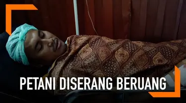 Seorang petani karet secara mengejutkan diserang dua beruang madu yang tiba-tiba muncul.