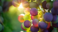 Anggur buah enak kaya manfaat (dok.pixabay)
